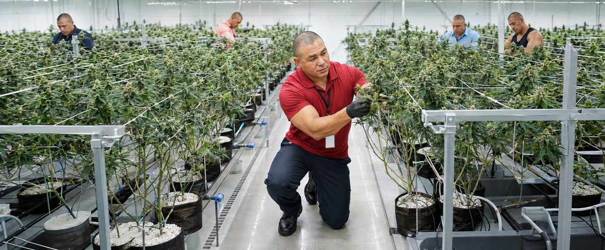Why work with biomedrxhemp.com — Gold Label Hemp CBD Oil 5000mg Strength