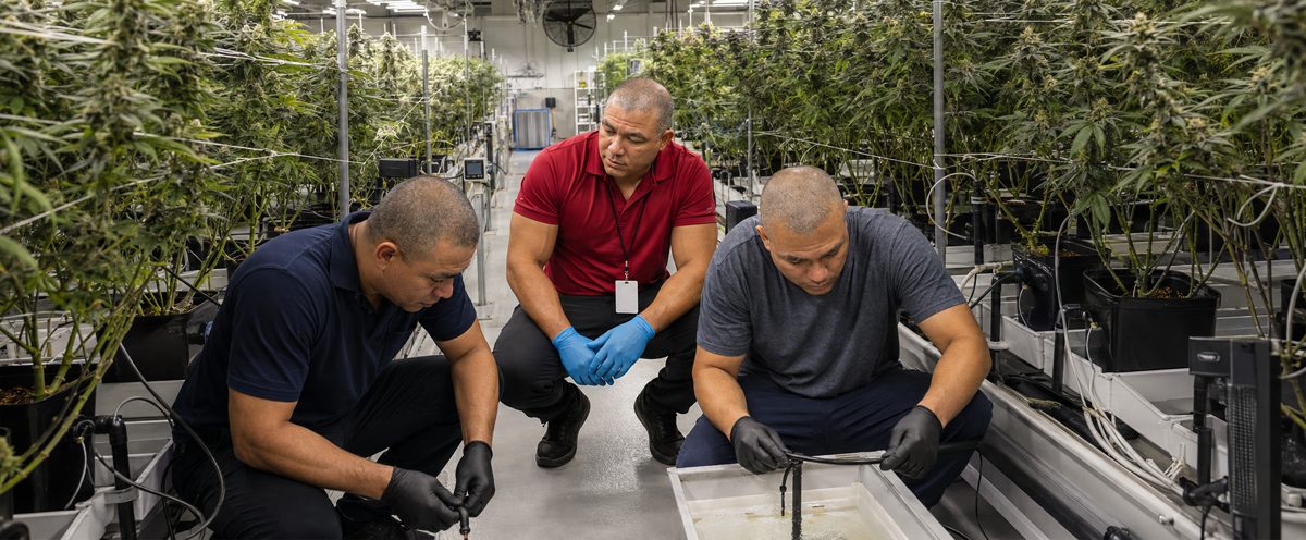 Devin Lockett with partners inspecting cannabis cultivation in the grow facility